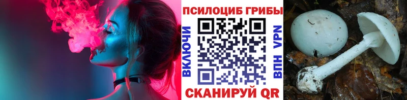 ОМГ ОМГ ссылки Волжск Псилоцибиновые грибы Psilocybe